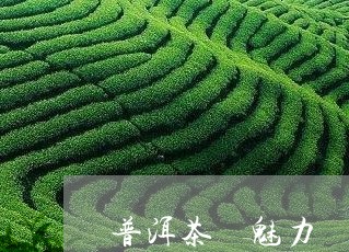 普洱茶 魅力/2023042849329